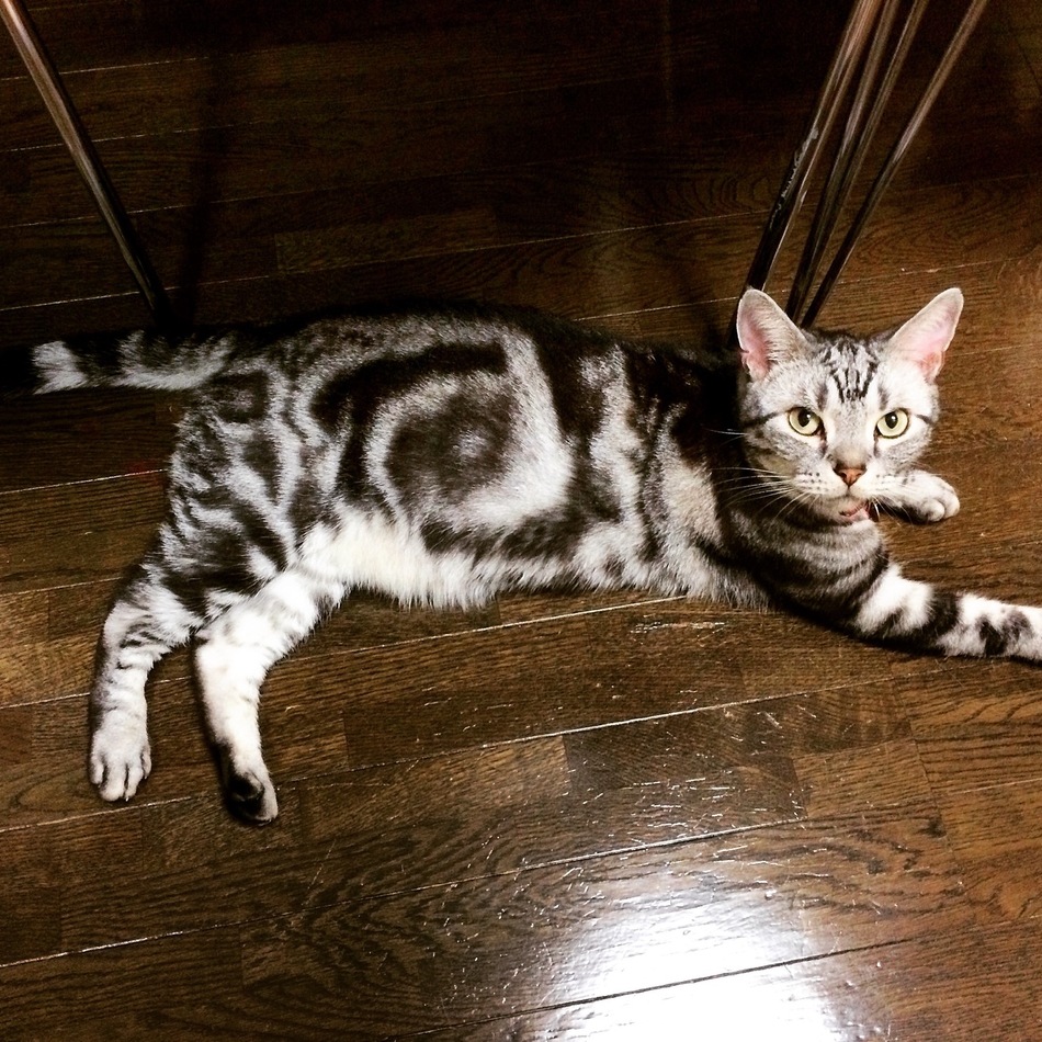 守のカバー写真