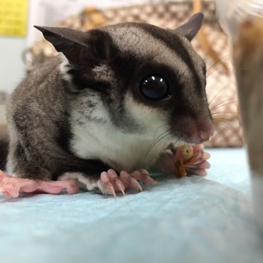 ミルワーム食し中のプラム、譲渡1日目