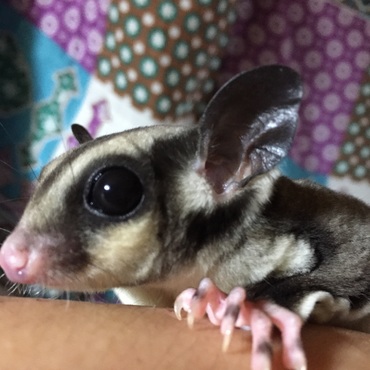 ドヤッ˚₊*୧⃛(๑⃙⃘⁼̴̀꒳⁼̴́๑⃙⃘)୨⃛*₊