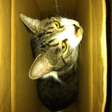 箱に入ってアンニュイwww