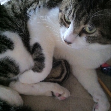 チビが好きで丸まって甘えてました