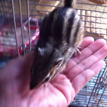 手乗り難しい？それはその子の性格とコミュニケーション次第