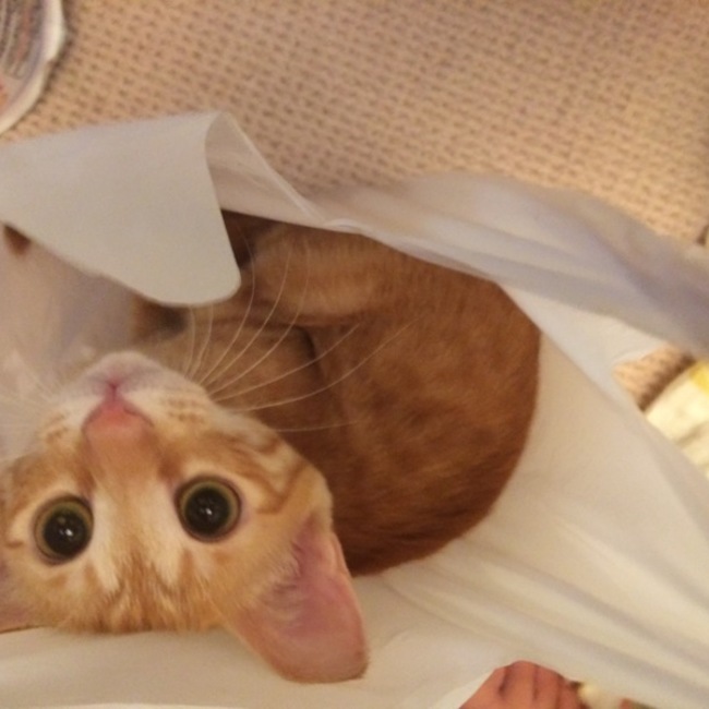 いちごりこのカバー写真