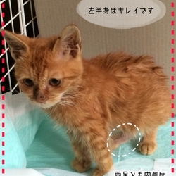 気になるハゲの状況報告