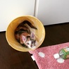 これこれ、そこはゴミ箱…