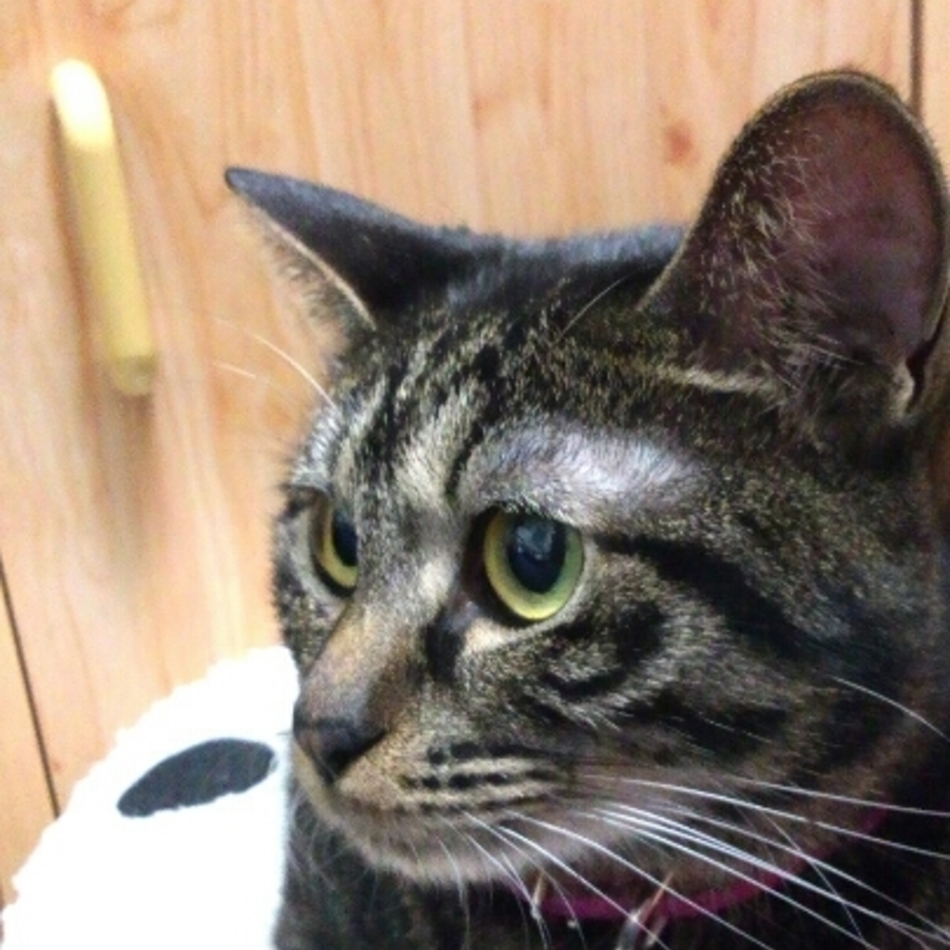 うるるのカバー写真