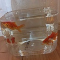 至急 金魚を飼ってくれる方