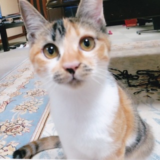 人なれ抜群☆猫とも仲良し☆美人ミケ