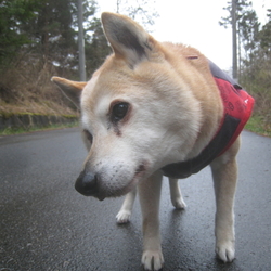「突発性前庭疾患」サムネイル2