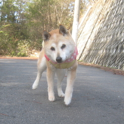 「突発性前庭疾患」サムネイル3