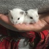 ジャンガリアン10月１３日生まれ サムネイル2