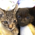 ♦︎千葉県浦安市♦︎キジトラ♀と黒猫♂の兄弟