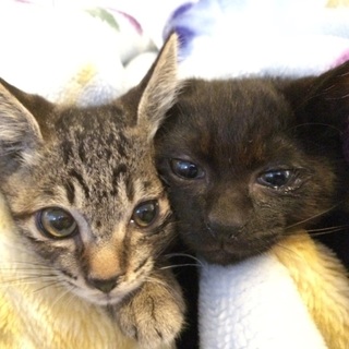 ♦︎千葉県浦安市♦︎キジトラ♀と黒猫♂の兄弟