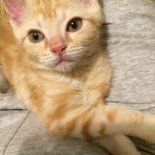 アメリカンショートヘア8ヶ月