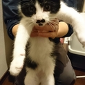 子猫の里親募集