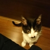 子猫の里親募集 サムネイル3