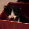 子猫の里親募集 サムネイル4