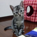 子猫の里親募集