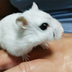 ままハムチョコちゃん