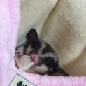 里親募集