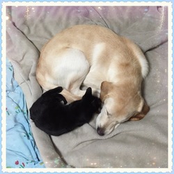 「可愛すぎる2匹」サムネイル1