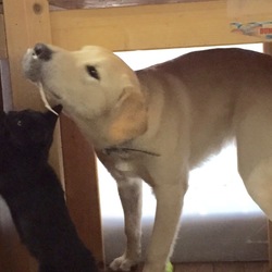 「可愛すぎる2匹」サムネイル2