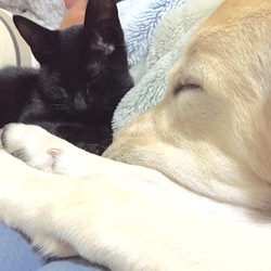 「可愛すぎる2匹」サムネイル3