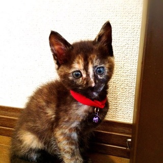 美人のサビ猫ミャーちゃん♀