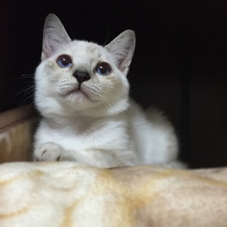 シャムカラーのタレ目なガッチャン♀