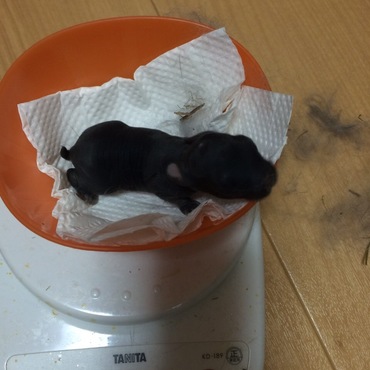 生後3日目 1番チビちゃんの子ですが、一気に体重増えました