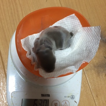 生後3日目 順調に育つグレーっぽい子です