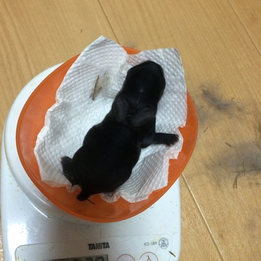生後3日目 でっかくてオットリなうちの若旦那です