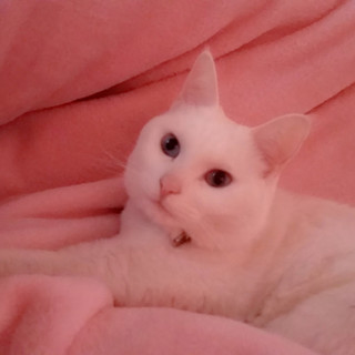 とってもかわいい白猫ちゃんです
