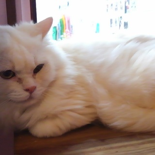 おっとりした性格のイチローくん。マンチカン