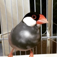 ボン