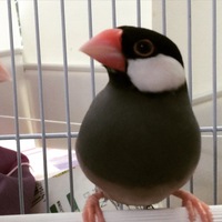 ディー