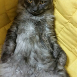 生後8ヶ月の子猫募集中！