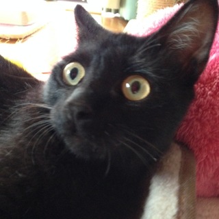 人懐っこい黒猫ちゃんです☺