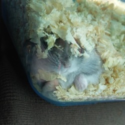 里親さんのもとへ