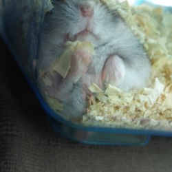 「里親さんのもとへ」サムネイル2