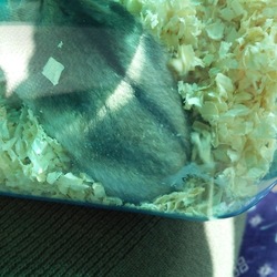 「里親さんのもとへ」サムネイル3