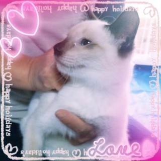 遊び大好きやんちゃなシャムMIX