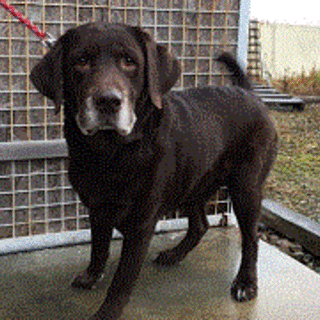 チョコラブ（メス）