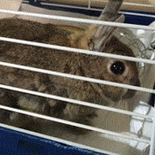 ミニウサギ（メス）