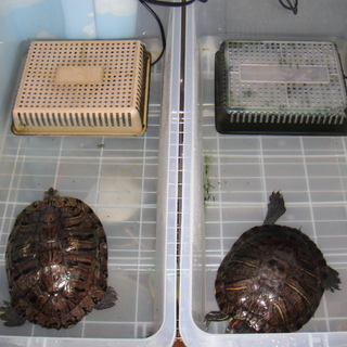 ミドリカメ2匹（メス）※1匹でも可能です。