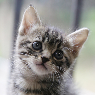 H27-13～15　生後１ヶ月キジちゃん兄弟３頭