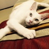 人馴ればっちり！純白にゃんこ サムネイル2