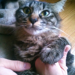 長毛マロンちゃん