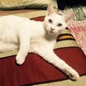 人馴ればっちり！純白にゃんこ サムネイル3