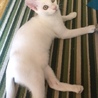 人馴ればっちり！純白にゃんこ サムネイル4